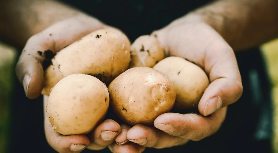 Les pommes de terre ont un effet positif sur la santé des hommes